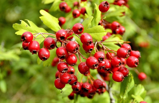 Frutto di biancospino