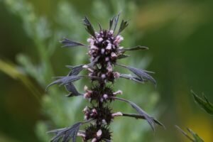 Motherwort