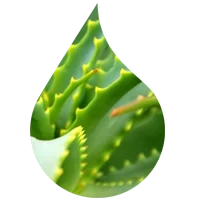 aloe novaskin