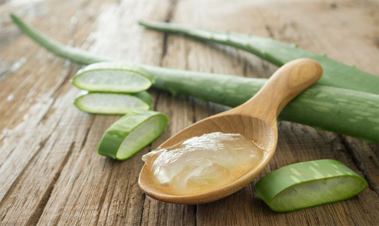 foglia di aloe