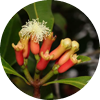 Syzygium aromaticum