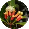 Syzygium aromaticum