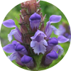 Clinopodium vulgare
