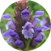 Clinopodium vulgare