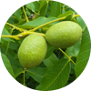 Juglans
