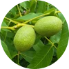 Juglans