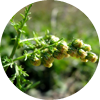 Artemisia annua