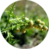 Artemisia annua